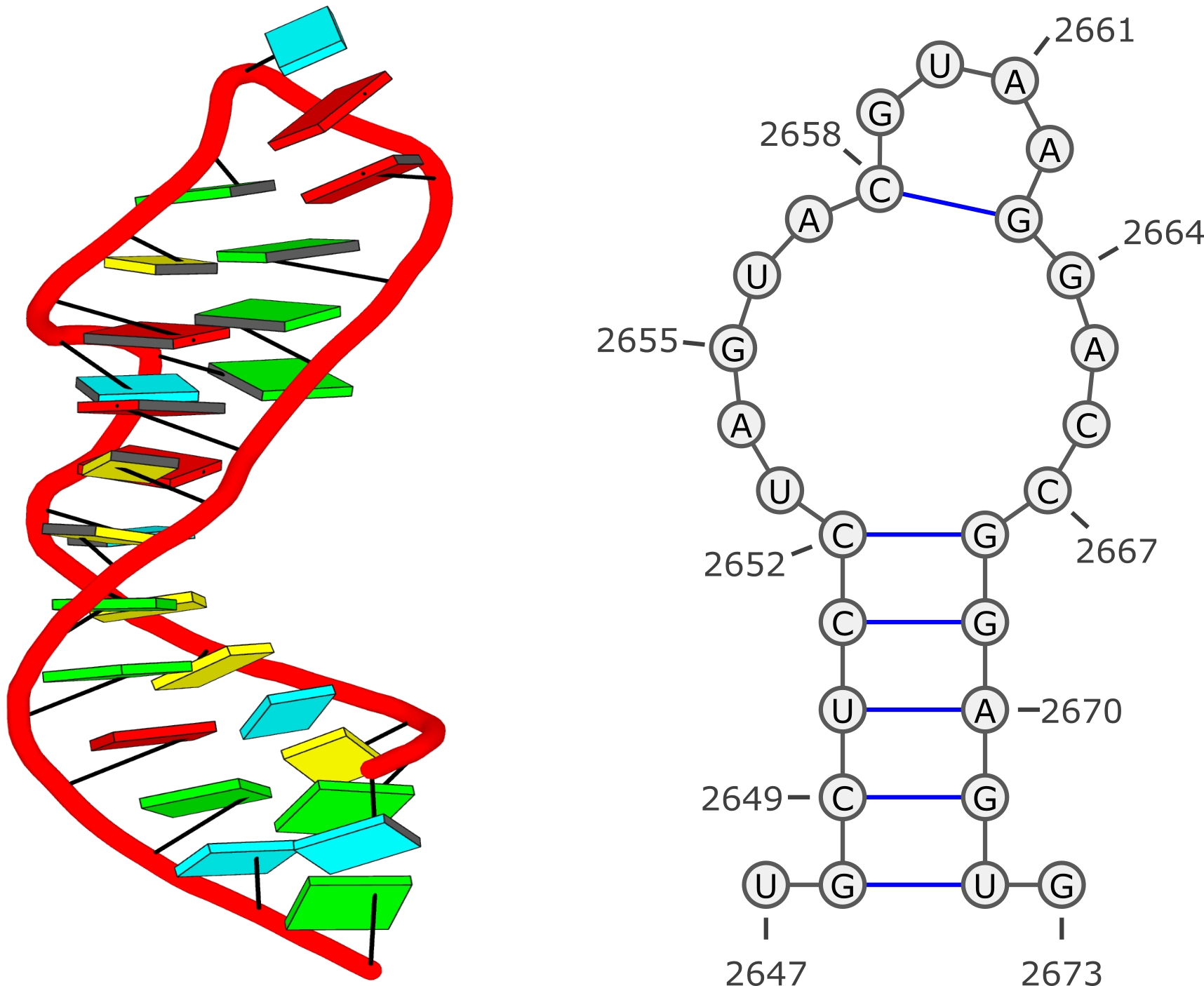 Secondary structure on sale of dna