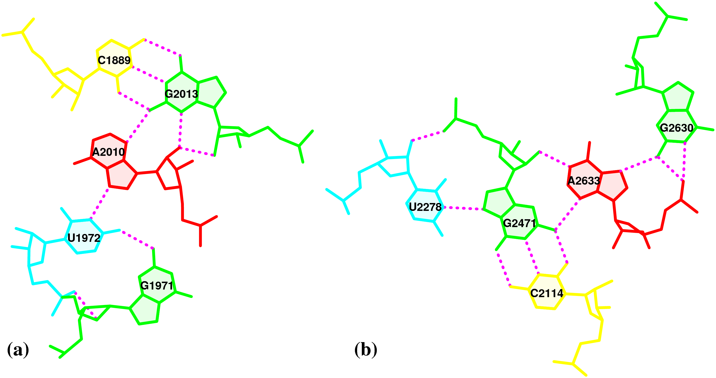 pentaplets in the large ribosomal subunit (1jj2)