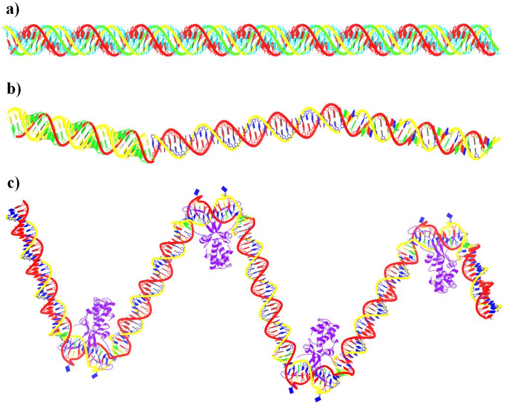 Nucleic-acid-containing structures generated with w3DNA